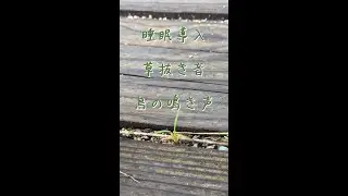 【BGM】睡眠導入　鳥の鳴き声　草抜き音　眠りにいざないたいマン