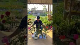 Buying Rose Plant Nursery | Rose Plant Shopping From Nursery #rose #roseplantshopping #roseplants