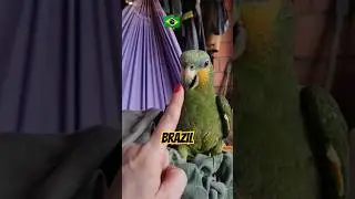 🇧🇷Учу бразильского попугая, русским словам. 🇧🇷Eu ensino palavras em russo para um papagaio#brasil