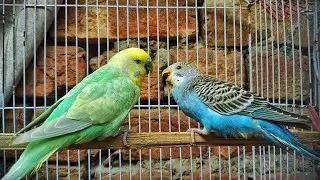 Father budgie feeding his baby chick | Amazing budgie parenting 🐥🐦 | lovely birds #video 