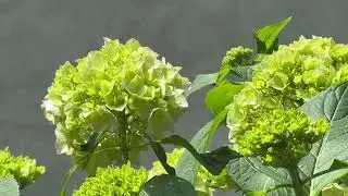 623 - PIANTA CON FOGLIE VERDI DELLA NATURA - BELLISSIMA STUPENDA SUPER MERAVIGLIOSA - MAGGIO 2025