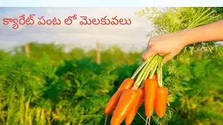 క్యారెట్ పంటలో మెళకువలు రైతులు ఈ యాజమాన్య పద్ధతులు పాటిస్తే మంచి దిగుబడులు పొందుతారు#farming#Agrico