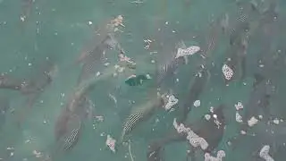Хургада для любителей морской аквариумистики