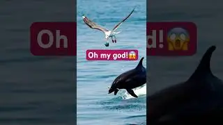 Dolphin vs Bird: The Fastest Fish Heist Ever! 😱😳#shorts #fypシ #birds #dolphinvsbird #nature #sea