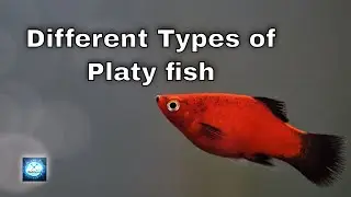 Different Types Of Platy Fish