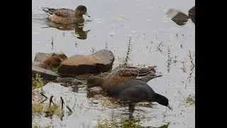 洲原池でお食事中のヒドリガモとオオバン / Eurasian Wigeons and Common Coots dining at Suhara Pond