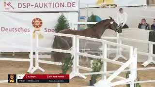 Lot 87 v. Vitalis / Rock Forever I