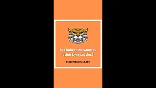 Is a bobcat the same as other Lynx species?