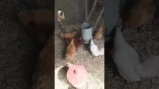 📦 Egg Basket Overflowing! Collecting Farm Fresh Eggs