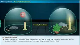 Air and Photosynthesis - Nutrition, Class 10 Biology | Priestley Experiment
