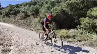 TORO CAMPOREAL