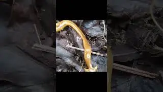Camping in Drizzle Until Morning &ndash; Making a Bamboo Table and Cooking Giant Golden Snails