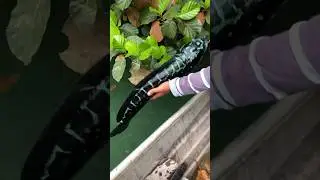 Clear Water | Beautiful Mama Toman #fishing #fishingvideo   #toman #uniquefishing #shorts #viral