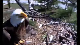 Video 2014 02 11 133420 ~ HARRIET BRINGS NICE PINE TIPS! ~ SW FLORIDA EAGLES