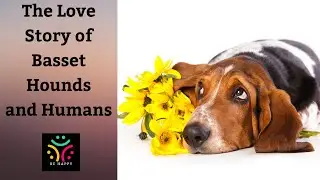 The Love Story of Basset Hounds and Humans