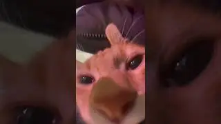 Awoo Talking Cat 1