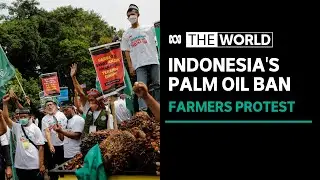 Indonesian farmers protest against rising cost of palm oil export ban | The World