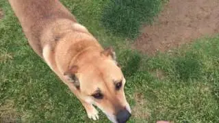 Mikey - Carolina dog mix - 2 year old male