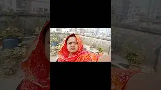 ছাদ বাগানের গোলাপ।rose। flower। rooftop garden ।@cooking & blog's with marjina