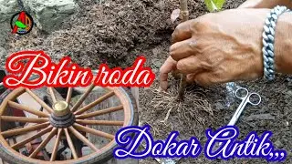 PROGRAM DASAR AKAR BONSAI WARU VARIGATA @adiegreenlandBonzees