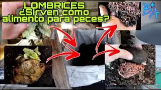 Como cuidar lombrices como alimento para mis peces #lombricesBioacuatixz