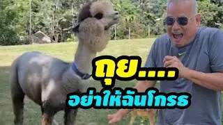 Spitting... Spitting when angry @Alpaca