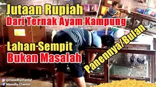 MEMELIHARA AYAM KAMPUNG DI LAHAN YANG SEMPIT PANEN PER BULAN