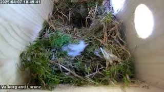 LIVE - 2025-04-07  - day 9 of blue tits nest building