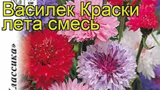 Василек обыкновенная Краски лета. Краткий обзор, описание характеристик, где купить семена centaurea