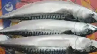 طريقه تخليل السمك الماكريل بطريقه جديده⁉️ روووووووعه 👍(حصرررررى )فسيخ الغلابه ‼️