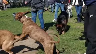 “ATTACCA TUTTE LE PERSONE E TUTTI I CANI…”