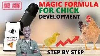 The MAGIC FORMULA for. FASTER Chick Development & Weight Gain at Home (E1 Podcast)