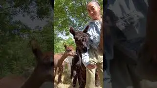Aren&rsquo;t they lovely#shorts#alpaca#love#animals#shortanimals#vibes#video#shortvideo#youtubevideo