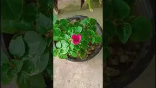 Impression Flower Plant Repot #youtubeshorts #shorts #impression #flowers