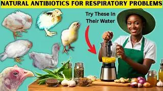 100% OVERNIGHT RECOVERY FROM RESPIRATORY DISEASES AFTER POURING THESE IN CHICKEN'S WATER