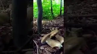 Bolete 💯 #mushrooms #bureti гриб - Grzyby