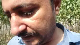 make money in farming trees in Pakistan Italian poplar 03120151856