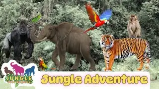 Exciting Jungle Adventure: Meet Tigers, Gorillas, Elephants, Monkeys and Macaws!
