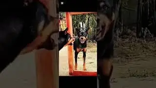 Viral Dog Prank Gone Wrong 😳 | Funniest Animal Reactions 2025