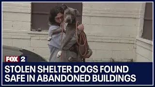 Stolen shelter dogs found safe in abandoned buildings