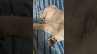 Спит усталая Кассиопея 😴#sleep #cat #relax