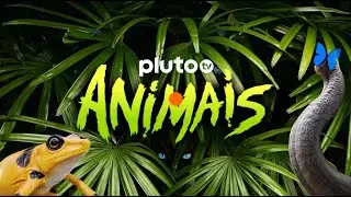 Pluto TV Animais | NOVO CANAL | Pluto TV
