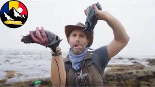 Borona Mării Negre! Ce animale marine trăiesc &icirc;n zona intertidală? Lumea subacvatică