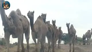 Camels - Camels on Road - Bunche of Camels On Road - Camel of Thar