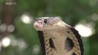 🐍 WIL️DLIFE - SERPENT ▶️ Le Monde Myst&eacute;rieux des Serpents