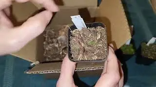 Final Unboxing - Mountain Crest Succulents Monthly Subscription