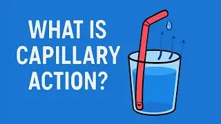 What is capillary action?