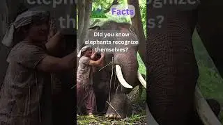 Unlock the Animal Kingdom's Secrets! 🦁🐬🌍 #shorts #animals #funfacts