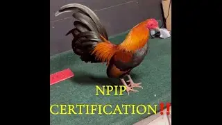 Getting our OEGB flock NPIP certified. EP 64