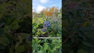 Магония -  кустарник декоративный и нарядный целый год